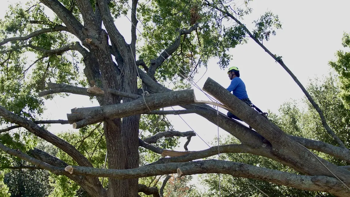 Professional Hazardous Tree Removal performed by certified arborists in Frederick